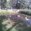 лебеди в парке. Автор: BSA777