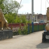 Алексинские львы. Автор: kom-ol