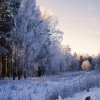 Frosty day/Морозный день. Автор: Alexander Vasiliev