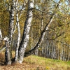Осень на Kolyupanono N2. Автор: Cherepanov Timofey