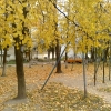 Осень на Петровке. Автор: Anlorn