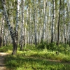 Путь в берёзовом лесу. Автор: yuliajune