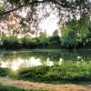 Смирновский пруд и дерево. Автор: arzy