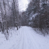 Зимний лес в районе Берёзовки. Winter forest in the area Beryozovka. Автор: arzy