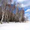 Зимний лес. Автор: Dorovskikh