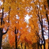 Деревья в Парке Победы осенью. Автор: Rustam Abdullah