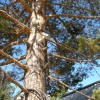 Pine-tree with video surveillance  / Сосна с видеонаблюдением. Автор: V@dim Levin
