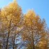 Жёлтые лиственницы + голубое небо  / Yellow Larch + Blue Sky. Автор: V@dim Levin