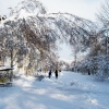 Дальнегорск.Бульвар после снегопада. фото Ефременко М.А.