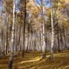 Осенний лес. Автор: 1Tucha