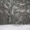 Снежный лес. Автор: maakkc