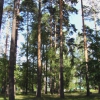 Сосновый лес около Больничного комплекса. Автор: egorievsk