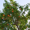 абрикосовое дерево. Автор: gggzao