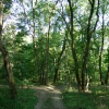 Лесная дорога_The trail in the deciduous forest. Russia. The Caucasus. Автор: ser1202