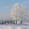 Baskaya, зимнее дерево. Автор: Maxim2k