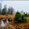 Ноябрь. Утро. Туман. (#2). Автор: A.Anatolich