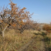 Хвалынская яблочная осень/Chvalynsk&#039;s apple autumn. Автор: alex.ivanov.ru