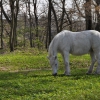 Кингисеппский тяжеловоз / Heavy horse. Автор: vinogradik