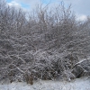 Первый снег  3 (19.11.2008г). Автор: Rakov