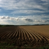 Картофельное поле. Автор: Nikolayevec