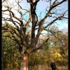Мордвиновский дуб (Mordvinowsky oak). Автор: Synoptic