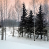 Nokia N8 и красота зимнего сезона. Автор: KOMINTERN