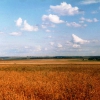 Пшеница золотая. Автор: Вячеслав Королев