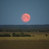 Низкая Луна (500 мм). Автор: Andrey Larin