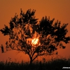 абрикоса на закате.Apricot on a sunset. Автор: JOHNNY-PIRO