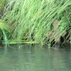 крест в реке Тёша близ Навашино. Автор: Shuler555