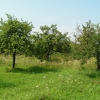 Яблоневый сад. Автор: Дмитрий Мелешин