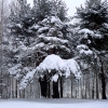 В зимнем лесу. Автор: Tysya