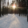 Зима в лесу. Автор: svoyrus