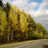Осенний лес вдоль шоссе на п.Никольский. Автор: uz1awa