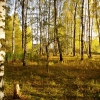 Осенние оттенки в Раменском. Автор: Фомичёв Алексей