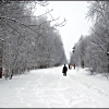 Зимняя прогулка в лес заповедник. Автор: Alina Sbitneva