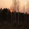 Закат в лесу. Автор: Виталий Попов