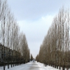Аллея деревьев на ул.Свердлова. Автор: alexkolm