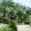 Acetic tree. Уксусное дерево  (Rhus typhina  lat.). Автор: daybog