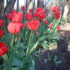 Тюльпаны.Tulips. Автор: daybog