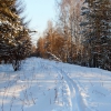 Лыжня в кочневском лесу. Автор: Пиголкин Сергей