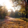Осень золотая. Листопад. Автор: Пиголкин Сергей