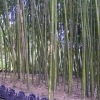 Дендрарий, бамбуковый лес. Автор: Югсталь (Ейск)