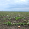 Огромные поля с тыквами и арбузами. Автор: Youlka