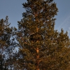 бедные сосна дерево. Автор: Sergei P