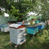 Правильные пчёлы!. Автор: Pavel Sedikov