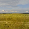 поле, недалеко от Желтиково. Автор: muravey_pod_tokom