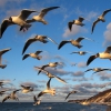 #37 Hungry seagulls. – Жрать дают!!! Стая голодных чаек над променадом в Светлогорске. Автор: White1
