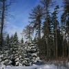 Wood in the winter - Лес зимой. Автор: VICTOR 60