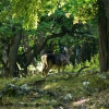 Благородный кавказский олень. Автор: Евгений Перцев ©